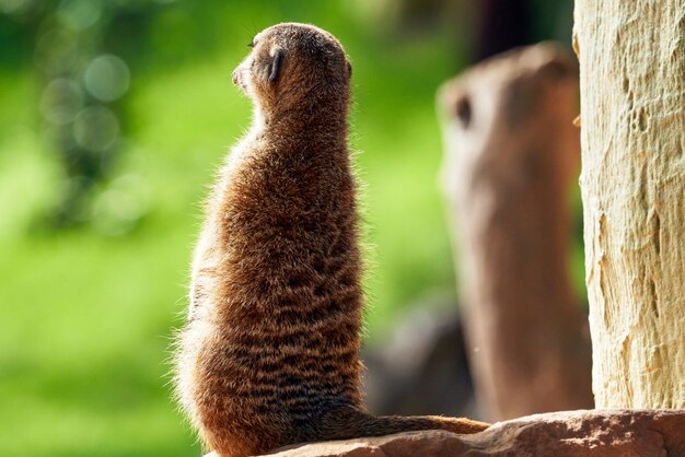 Un lindo suricata peludo desde atrás mirando a su alrededor sobre una roca en un zoológico en Valencia, España