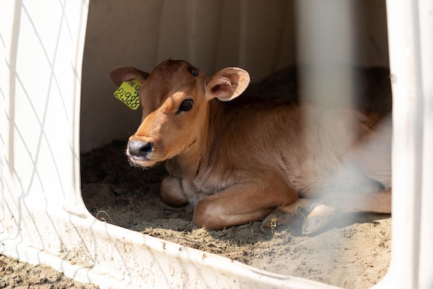 Lindo ternero con crotales en recinto individual Granja de vacas para ganado