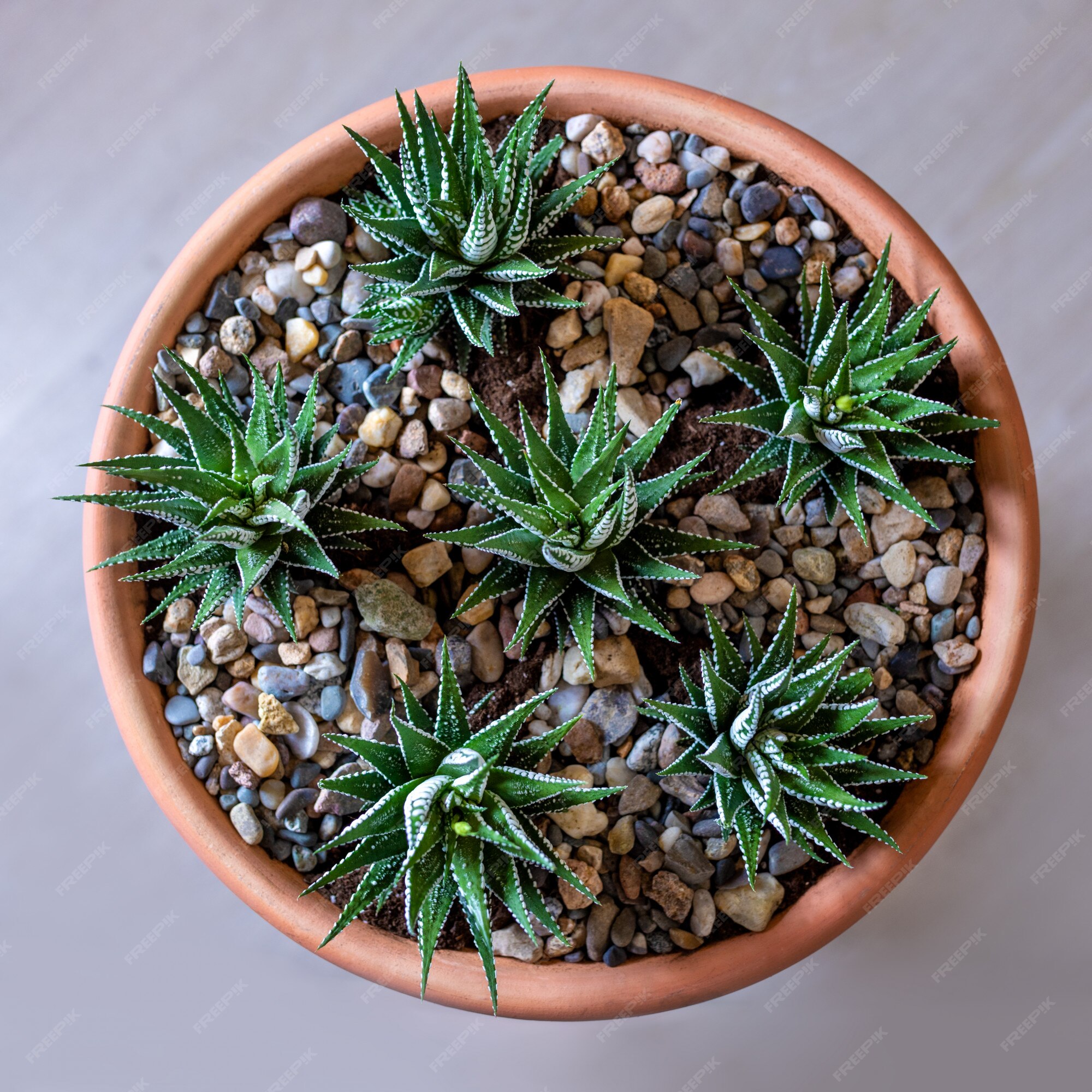 Lindo terrário com cacto, flor, pedra e areia dentro do vaso vermelho,  vista de cima | Foto Premium