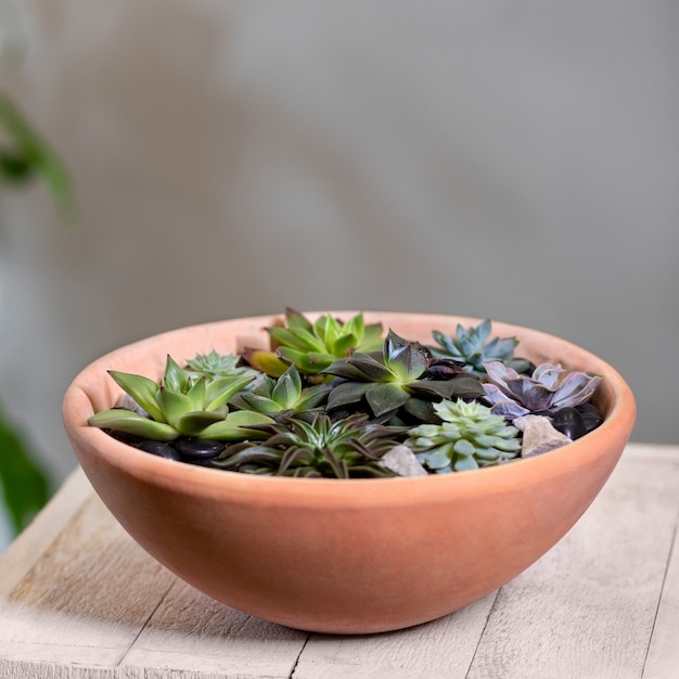 Lindo terrário com suculento, cacto, flor, pedra, areia dentro, vaso vermelho