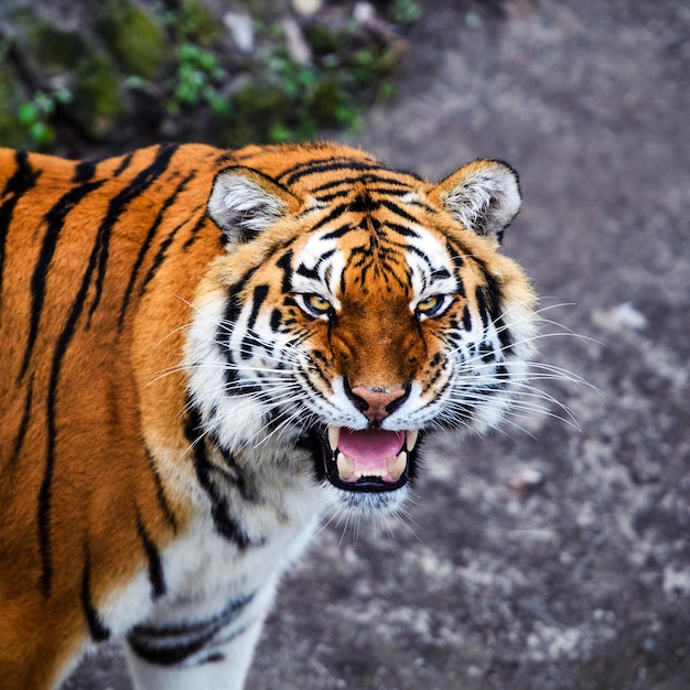 Lindo tigre de amur