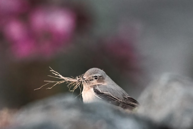 Lindo tit siberiano Poecile cinctus sostiene pequeñas ramas en su pico