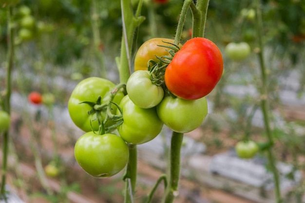 Lindo tomate maduro vermelho na mão feminina sobre fundo verde. Produção de tomate