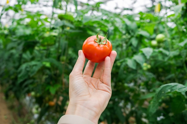 Lindo tomate maduro vermelho na mão feminina sobre fundo verde. produção de tomate