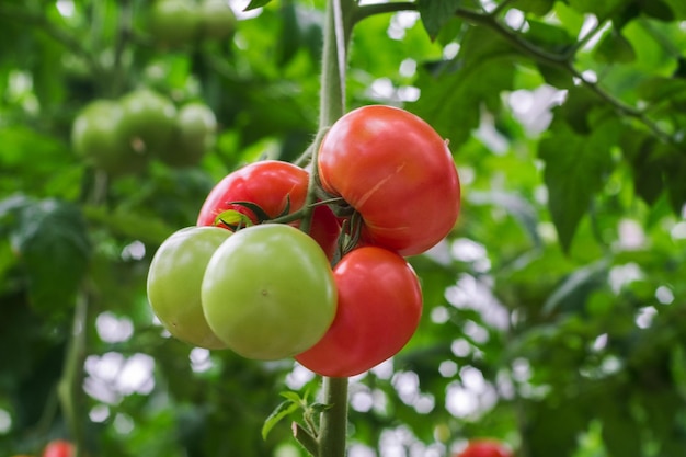 Lindo tomate maduro vermelho na mão feminina sobre fundo verde. Produção de tomate