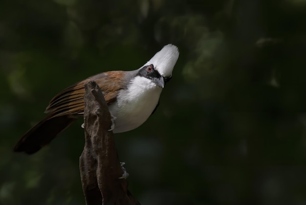 Lindo tordo de crista branca empoleirado no tronco tailândia