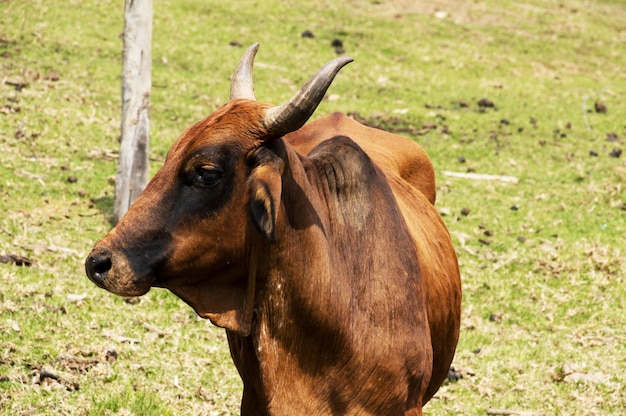 Lindo toro marrón con cuernos en la granja