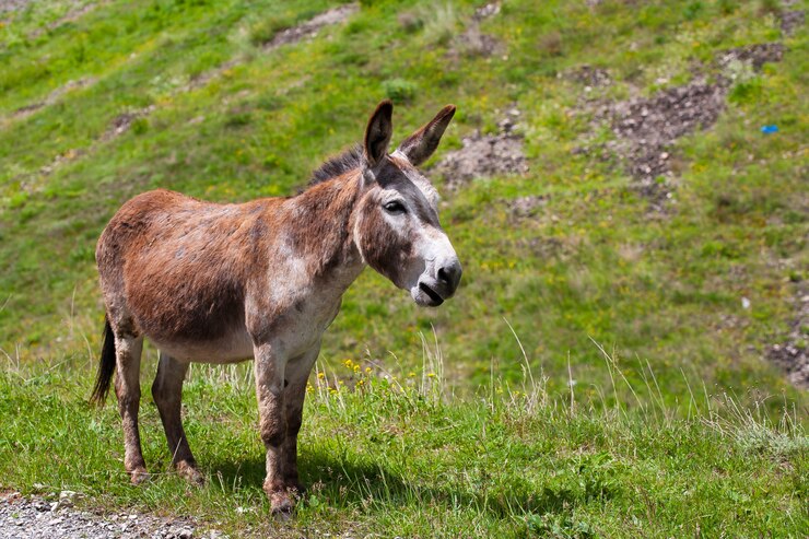Un lindo, triste y solitario burro está caminando por la carretera.