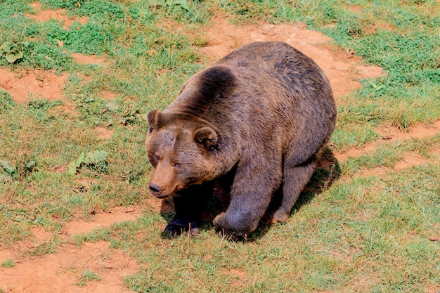 Lindo urso espanhol marrom