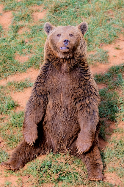 Foto lindo urso espanhol marrom