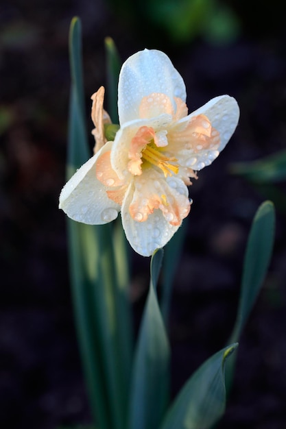 Lindo verão narcisos com coroa dividida SplitCorona