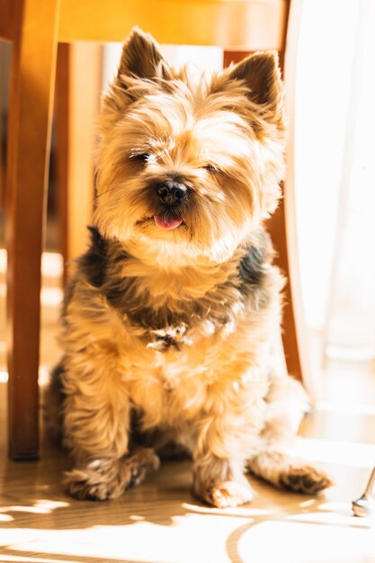 Lindo viejo perro yorkshire está en casa descansando en el piso bajo el sol