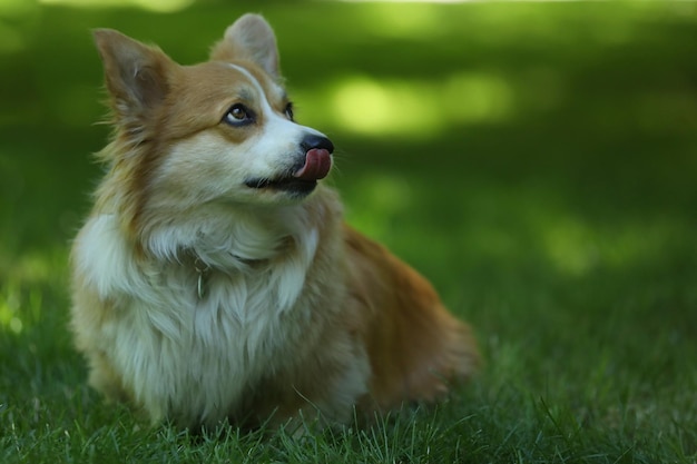 Lindo Welsh Corgi Pembroke en la hierba verde en el parque