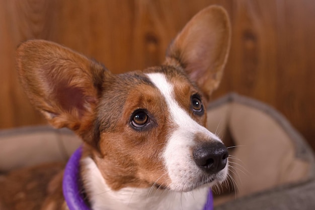 Lindo Welsh Corgi Pembroke perro Mascotas Un perro de pura sangre