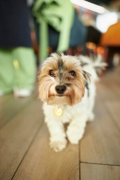 Lindo york terrier fica no chão e olha para a câmera retrato de close-up de yorkshire terrier