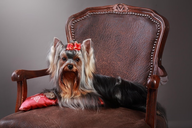 Lindo yorkshire terrier posando para a câmera