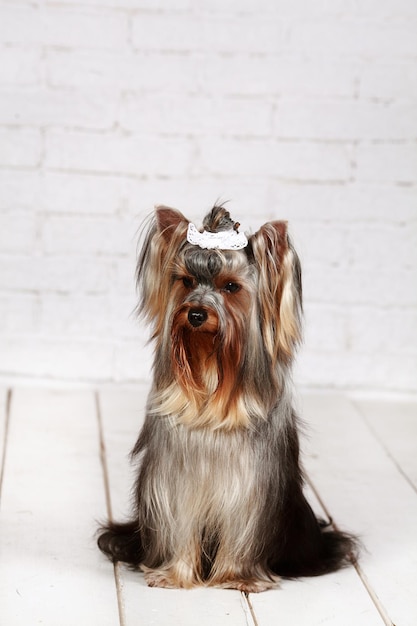 Lindo Yorkshire Terrier posando para a câmera