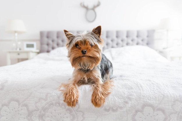 Lindo yorkshire terrier relajante en el dormitorio