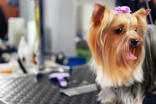 Lindo Yorkshire terrier en el salón