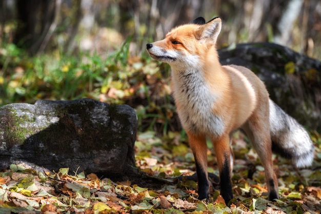 Lindo zorro rojo, vulpes vulpes, en bosque verde. Caza de zorros en el bosque. Animal en el hábitat natural.