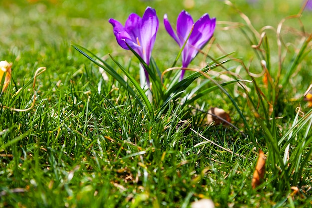 Lindos açafrões na grama verde. primeiras flores da primavera.