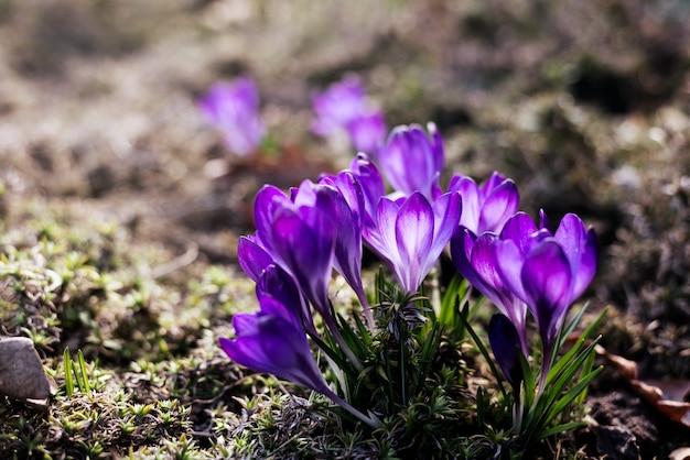 Lindos açafrões violetas no jardim.