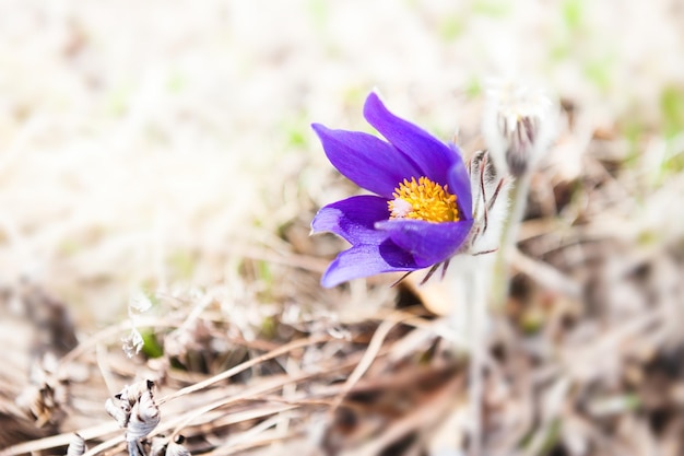 Lindos açafrões violetas, primeiras flores da primavera. Imagem macro, foco seletivo