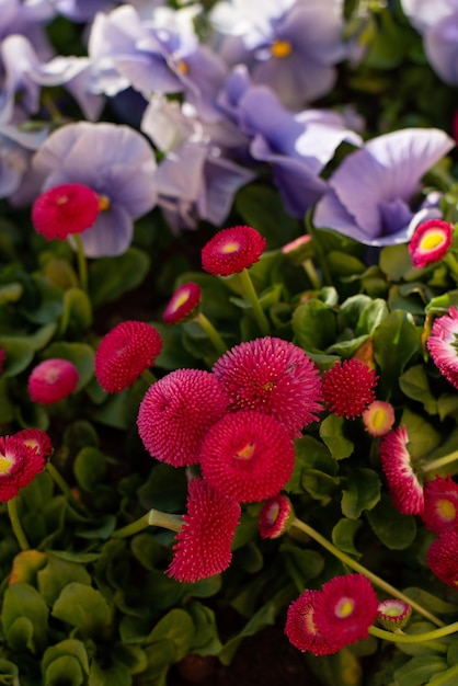 Lindos amores-perfeitos e margaridas lilás e flores cor-de-rosa em um jardim de primavera