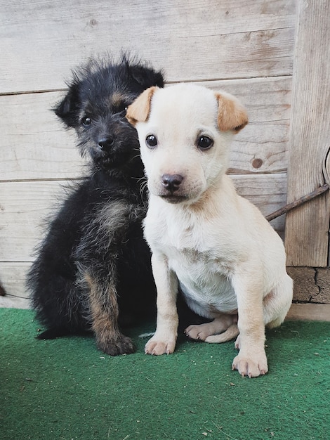 Lindos animales bebé, cachorro blanco y negro