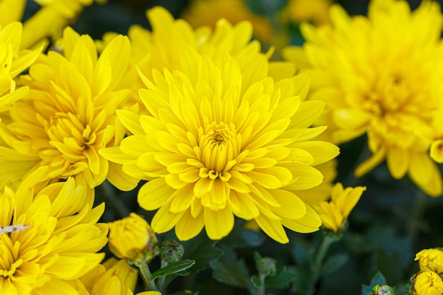 lindos arbustos de flores de crisântemo amarelo closeup