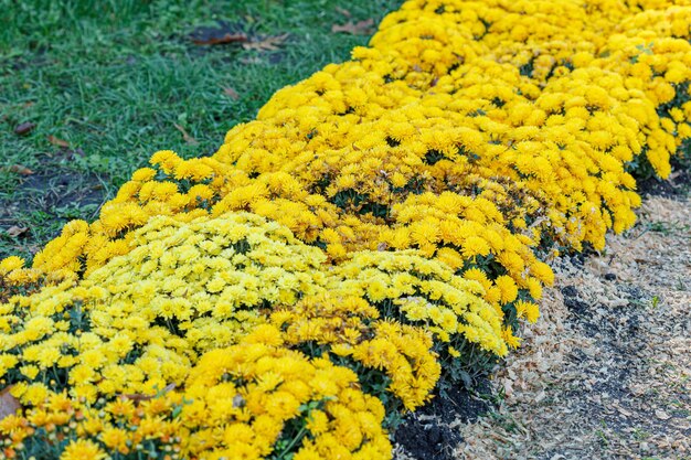 lindos arbustos de flores de crisântemo amarelo closeup