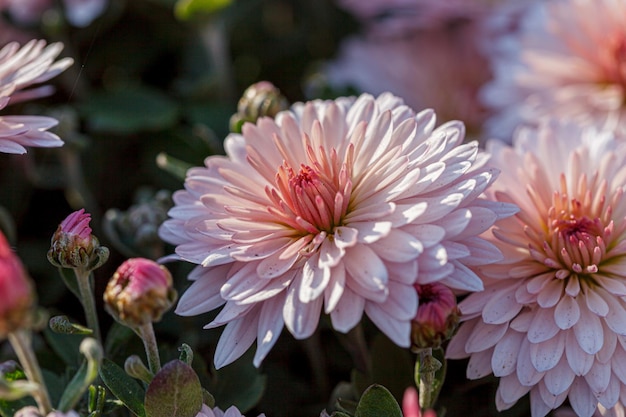 lindos arbustos de flores de crisântemo cores rosa close-up