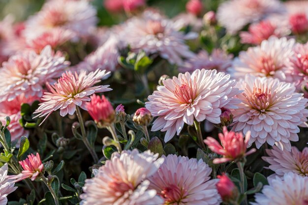 lindos arbustos de flores de crisântemo cores rosa fechar