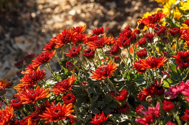 lindos arbustos de flores de crisântemo cores vermelhas fecham