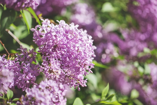 Lindos arbustos de lilases com um fundo suave. clima de primavera