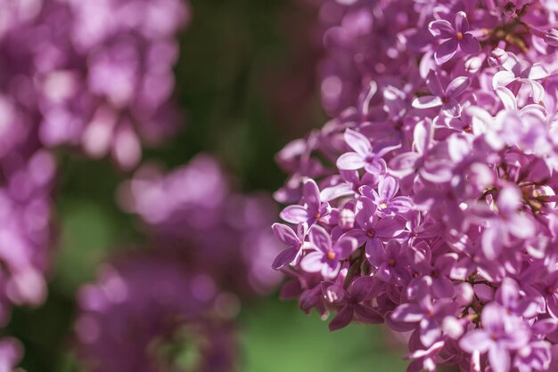 Foto lindos arbustos de lilases com um fundo suave.