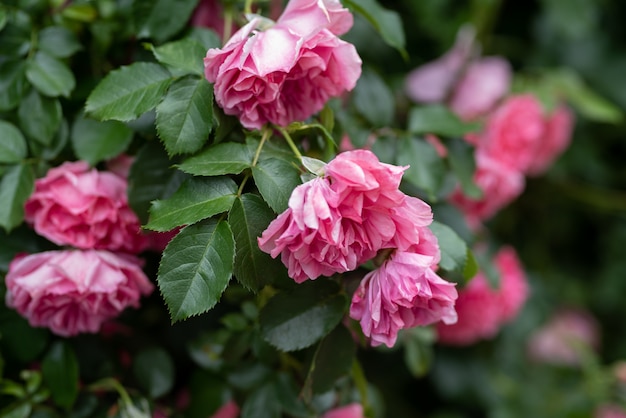 Lindos arbustos de rosas