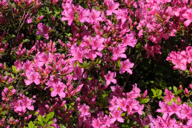 Lindos arbustos floridos de rododendros na primavera em um dia ensolarado