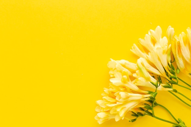 Lindos buquês de flores frescas da primavera