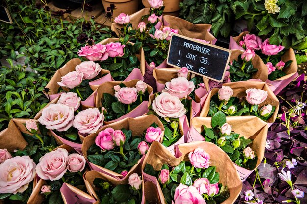 Lindos buquês de rosas cor de rosa no mercado de flores em Copenhague, Dinamarca