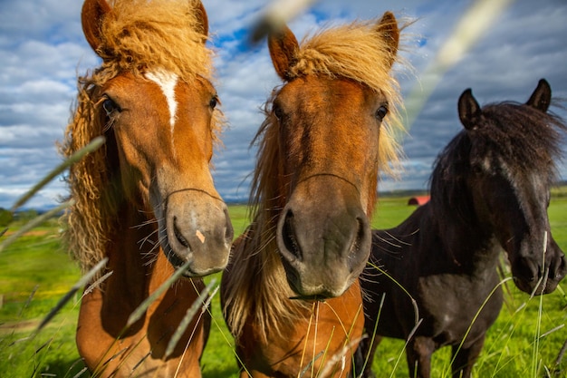 Lindos caballos en una llanura islandesa