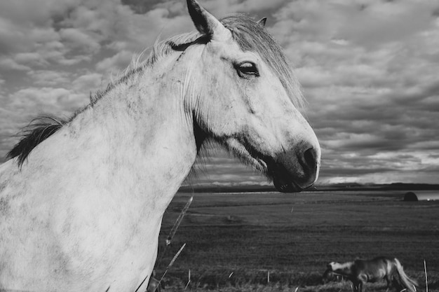 Lindos caballos en una llanura islandesa