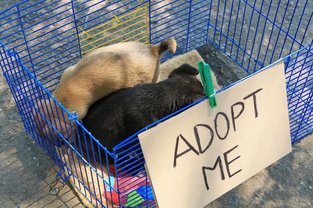 Lindos cachorrinhos sem-teto em gaiola e caixa com texto ADOTE-ME ao ar livre