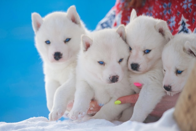 Foto lindos cachorritos de husky siberiano