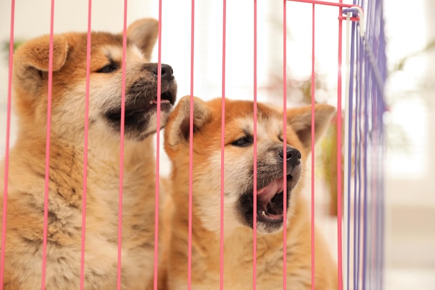 Lindos cachorros Akita Inu en el corralito en el interior de los animales bebés