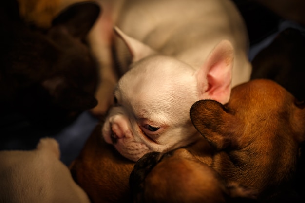 Lindos cachorros de bulldog francés durmiendo en luz cálida