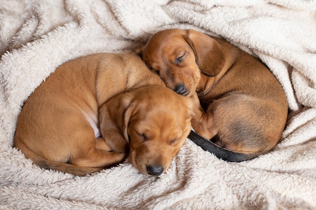 Lindos cachorros de dachshund durmiendo Hermosos perritos yacen en la colcha