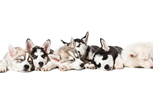 Lindos cachorros de husky siberiano sobre fondo blanco.