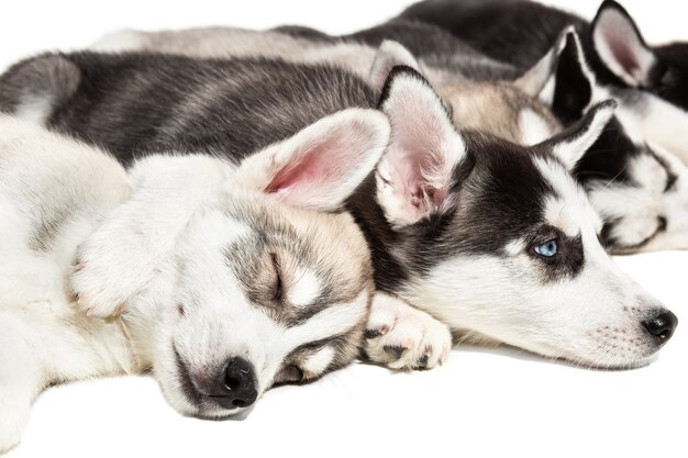 Lindos cachorros de husky siberiano sobre fondo blanco.