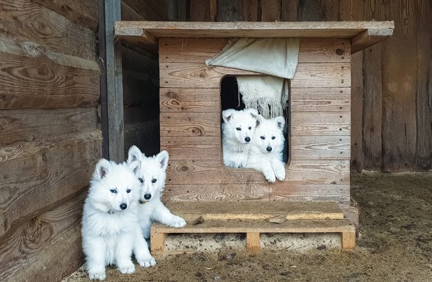 Lindos cachorros de un pastor suizo blanco en una cabina de madera se ven